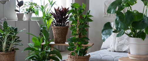 Gr&oslash;nne planter