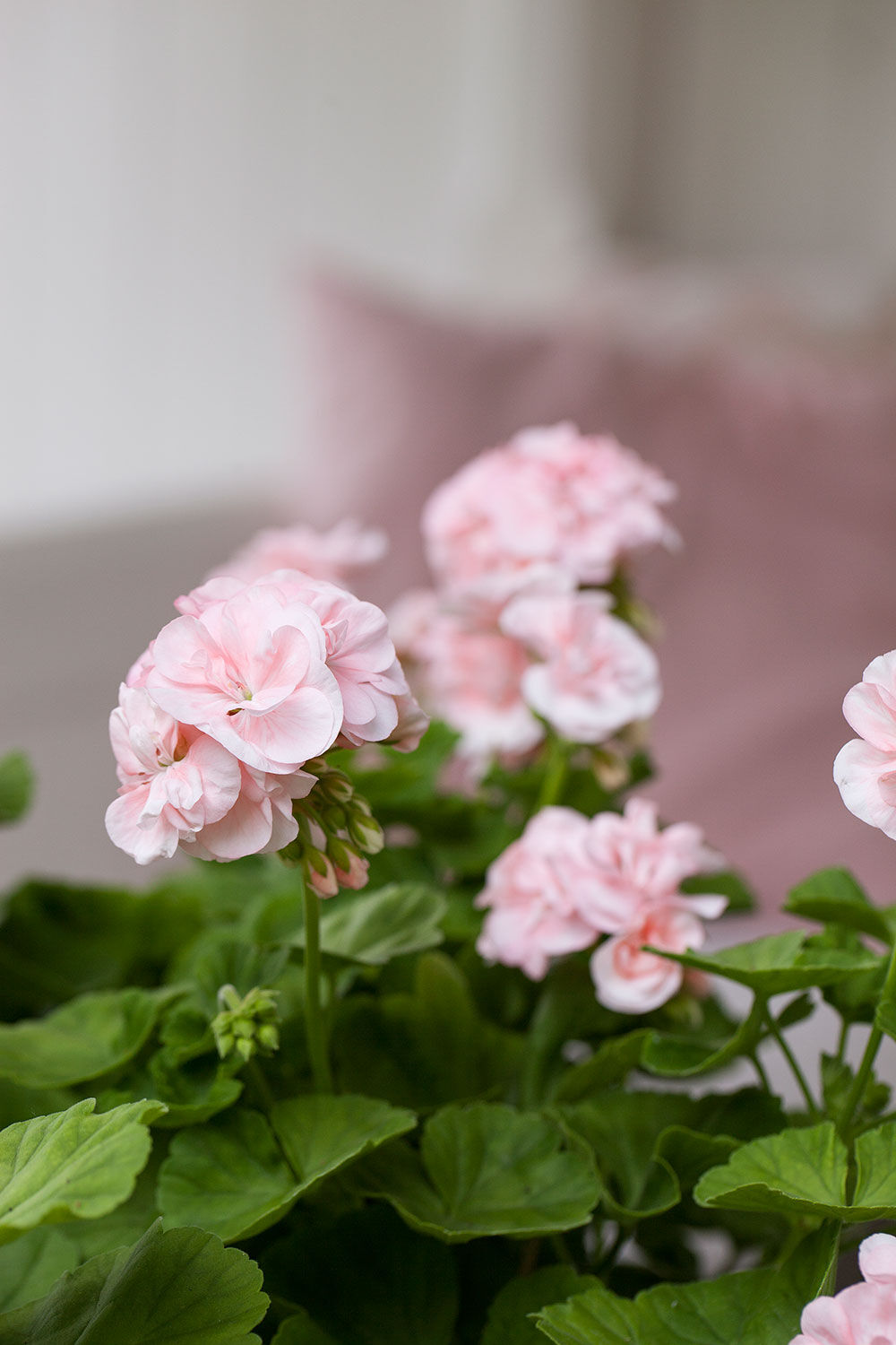 Pelargonia Dronning Ingrid