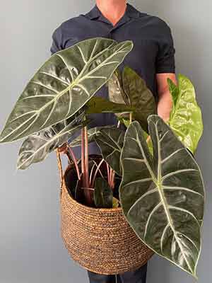 Alovasia