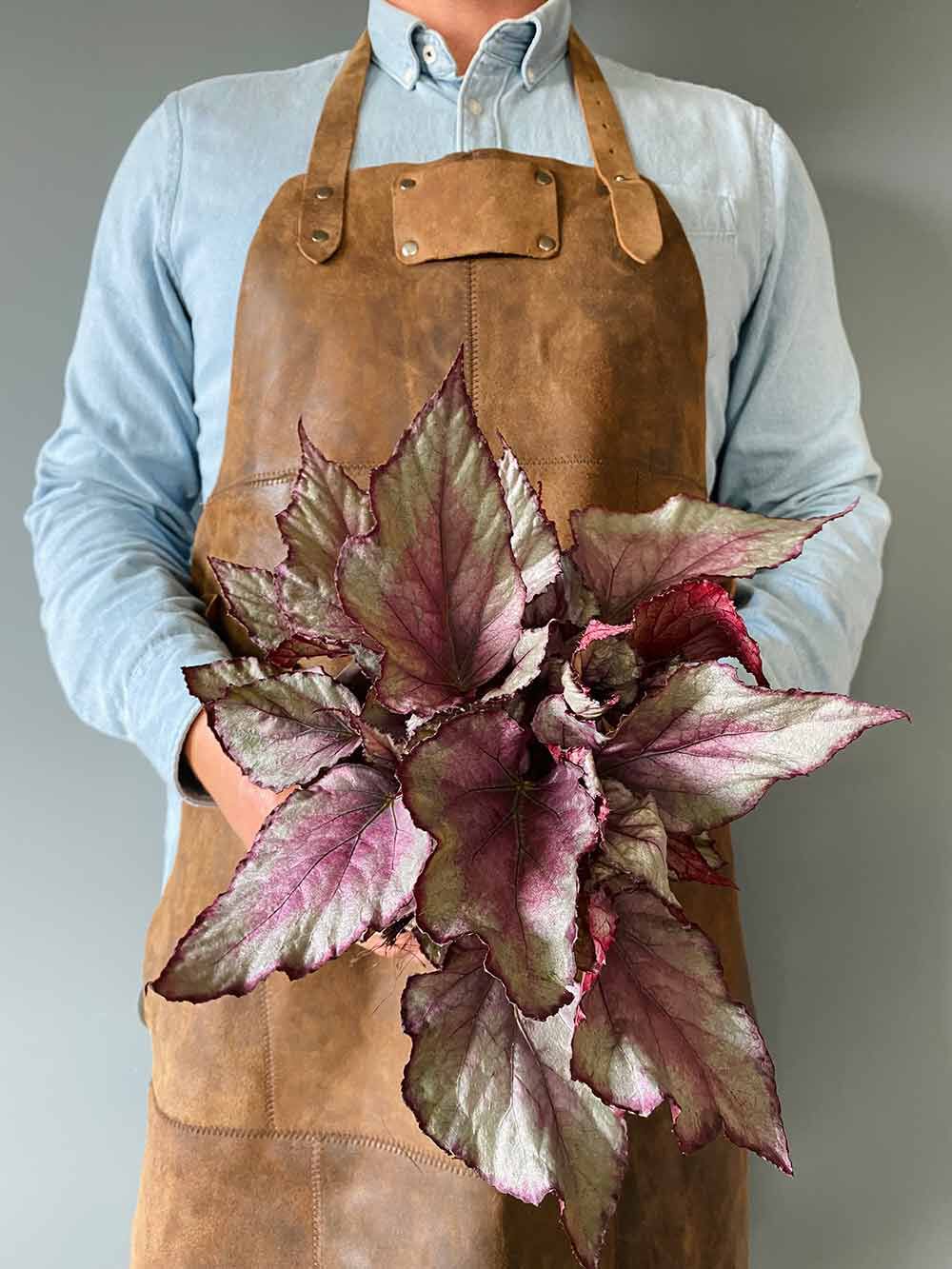 Begonia Rex 'Maori Haze'