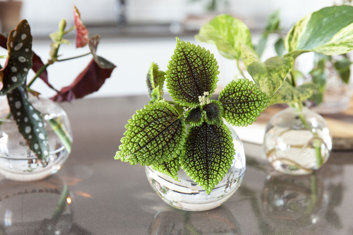 Gr&oslash;nne planter i vase