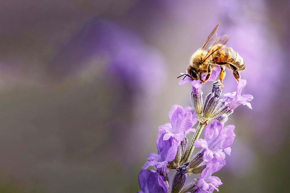 lavendel Hidcote er en av v&aring;re bievennlige planter