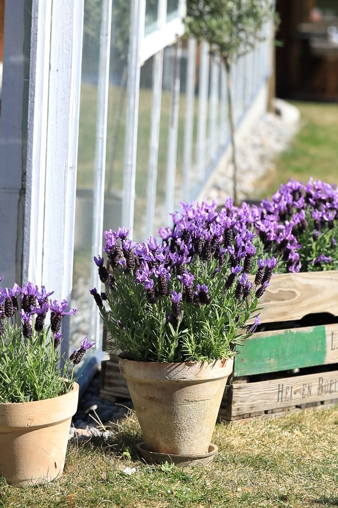 Lavendel