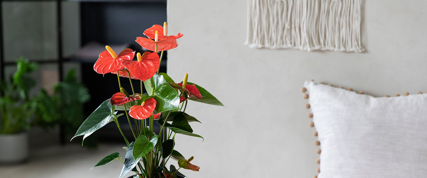 Anthurium flamingoblomst