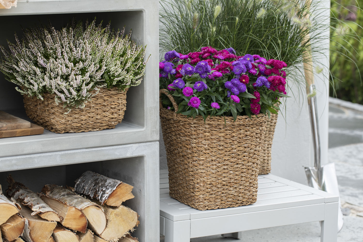 Asters