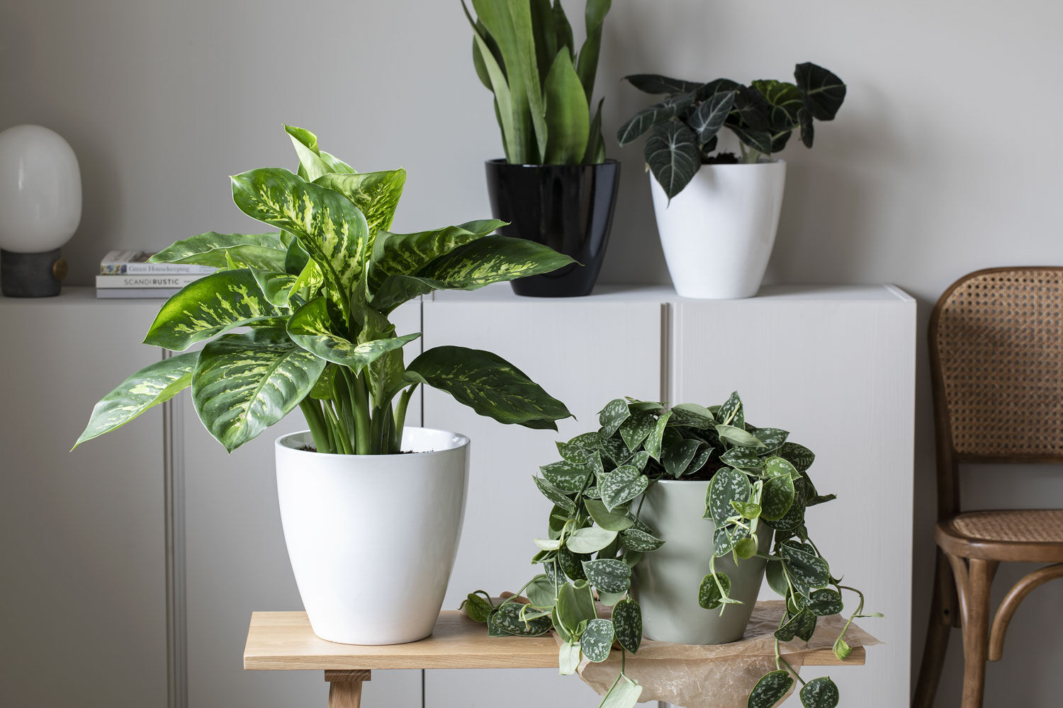 Dieffenbachia