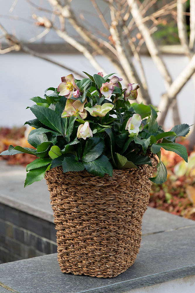 Helleborus