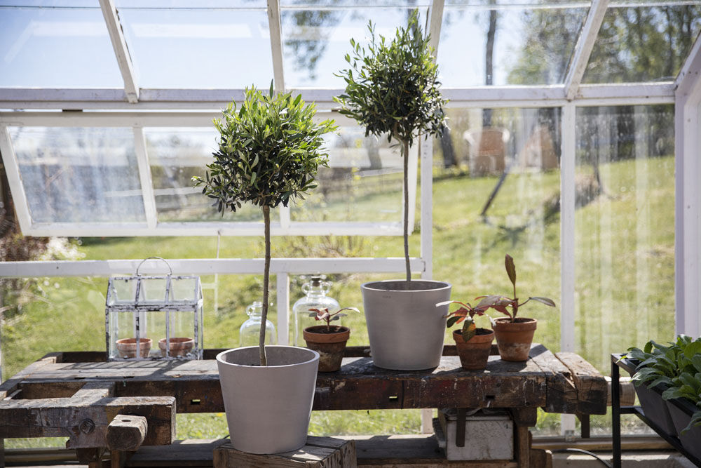 Oliventre i Ecopots