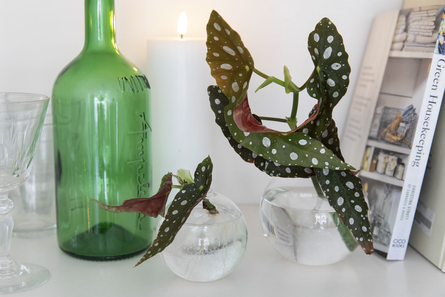 Gr&oslash;nne planter p&aring; hybel