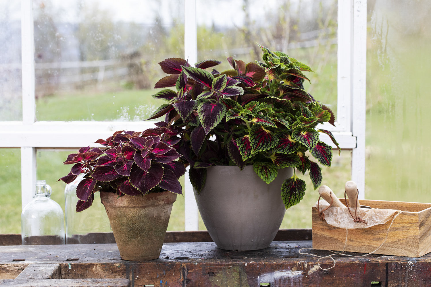 Coleus