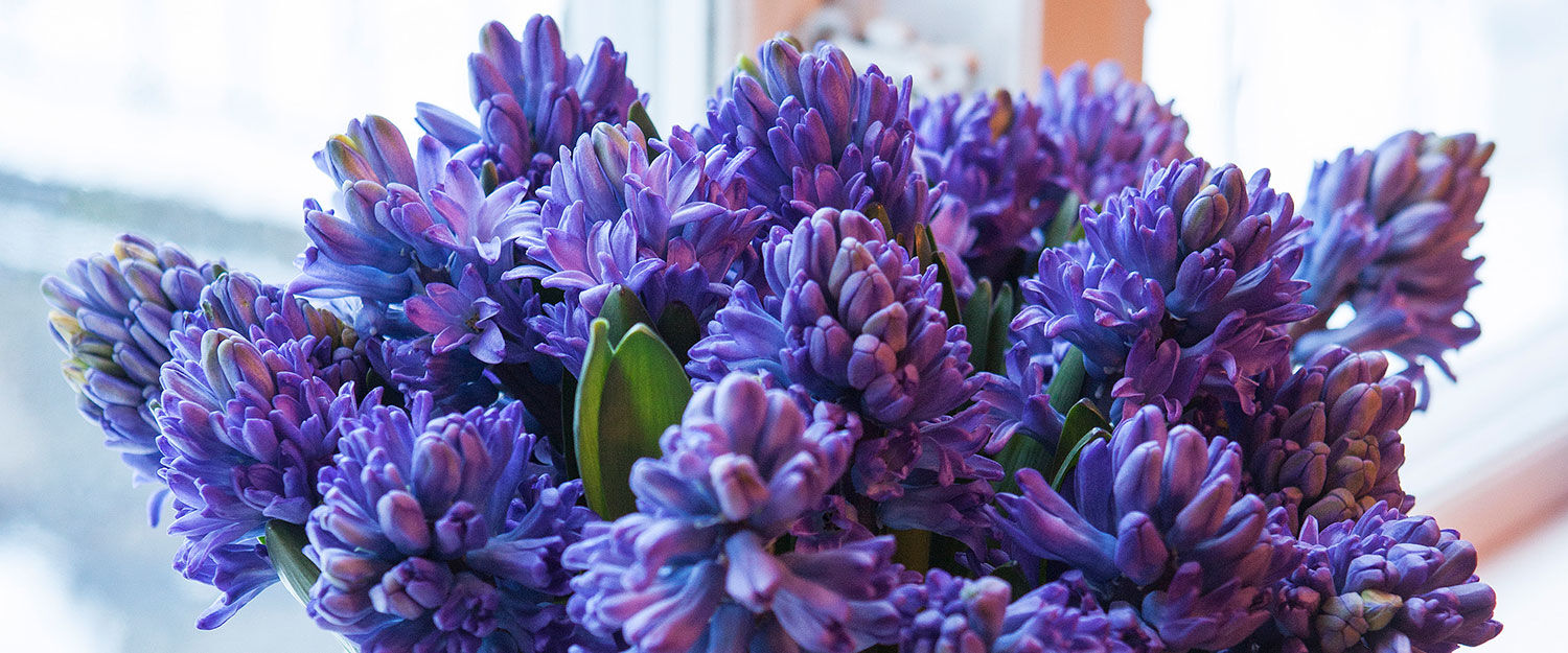 Hortensia i vase