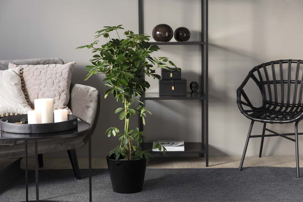 gr&oslash;nne planter paraplyplante