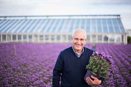 Gartner Lavendel