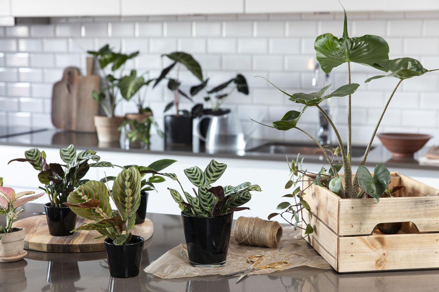Gr&oslash;nne planter inne