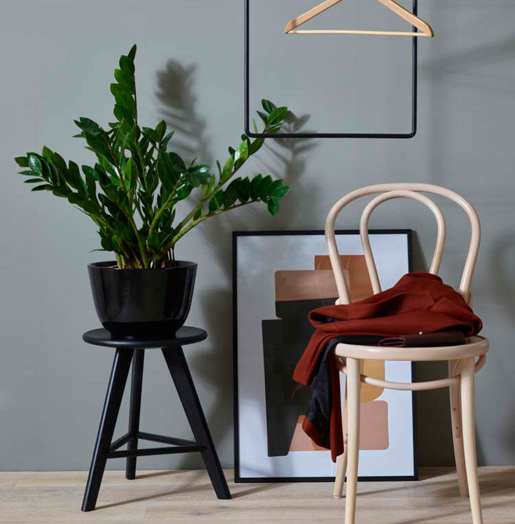 Zamioculcas smaragdpalem gr&oslash;nn plante