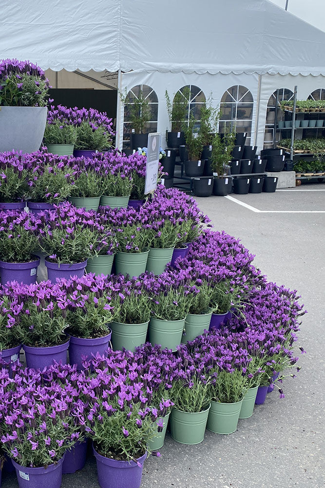 Lavendel p&aring; utemarkedet