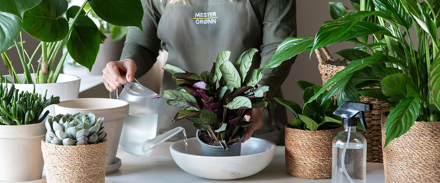 Planteguide