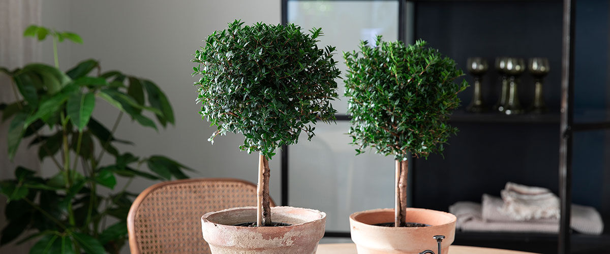 Myrt - gr&oslash;nne planter