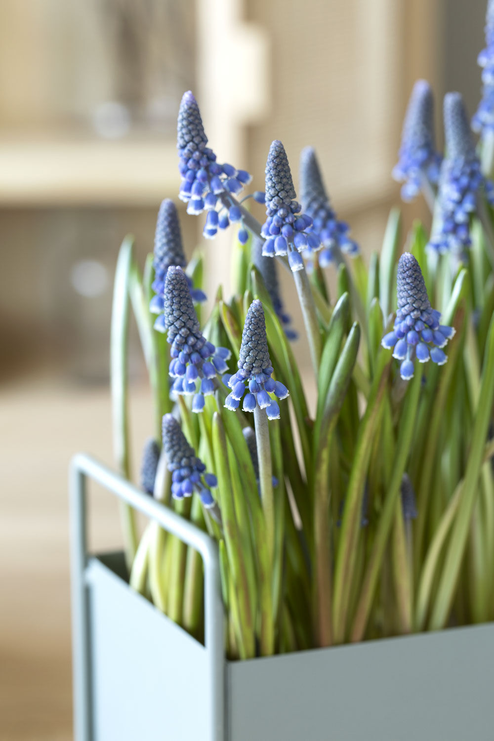 Bl&aring; perleblomst muscari