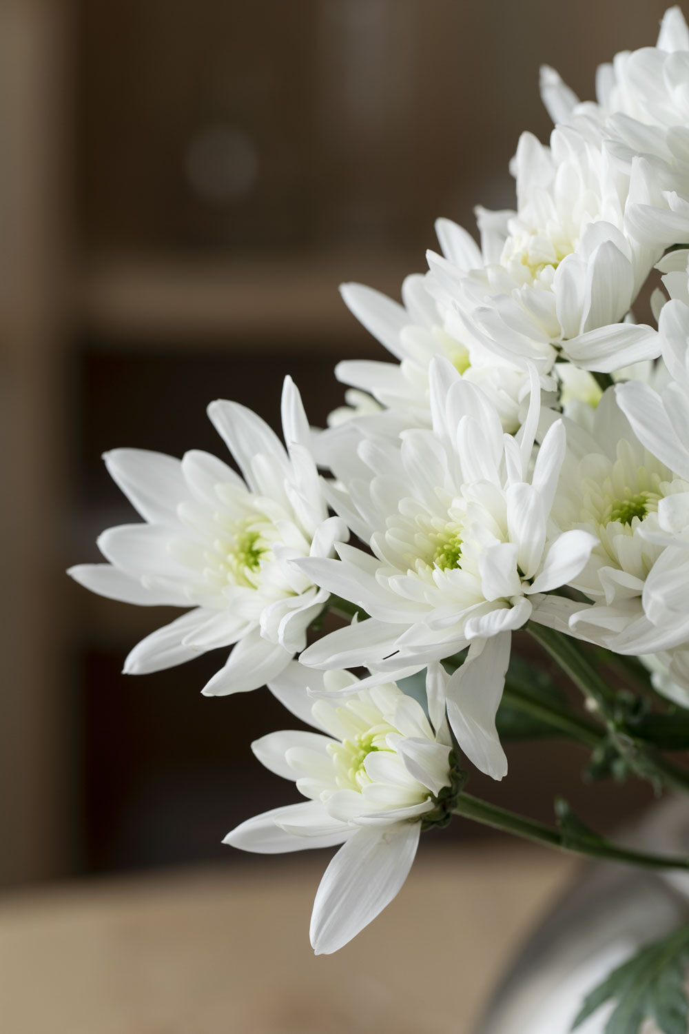 Krysantemum