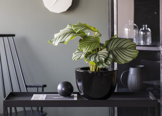 Calathea Orbifolia i stilig Simplicity potte