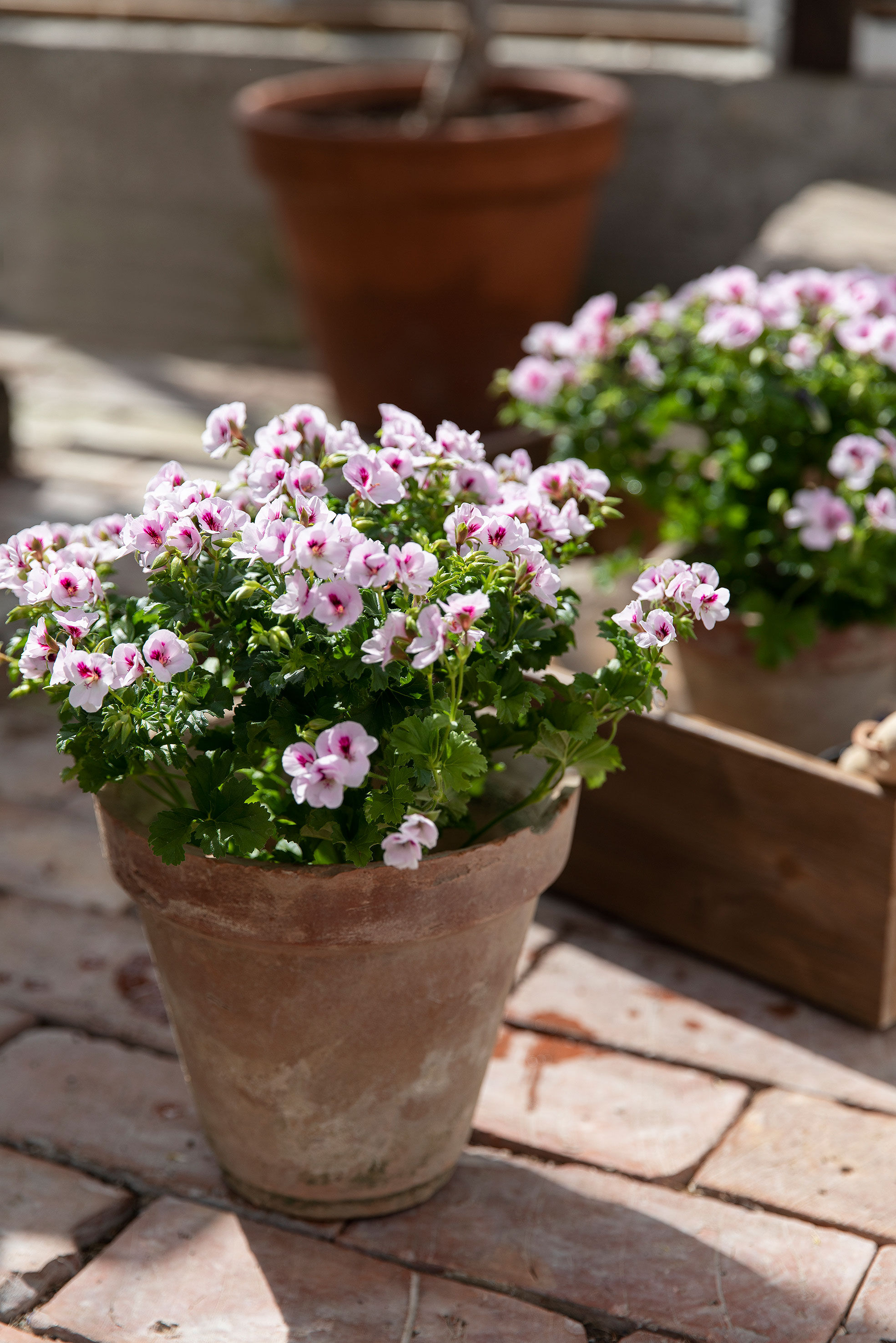 Engelsk Pelargonia 'Angels'