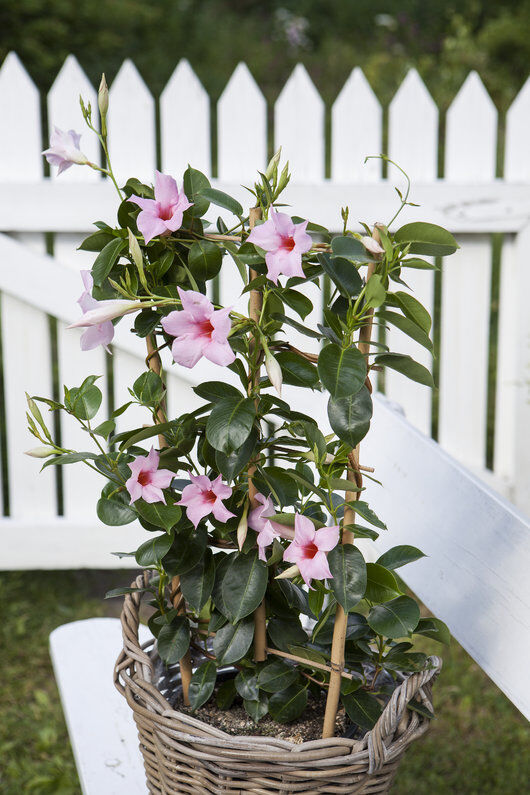 Lys rosa mandevilla i kurv