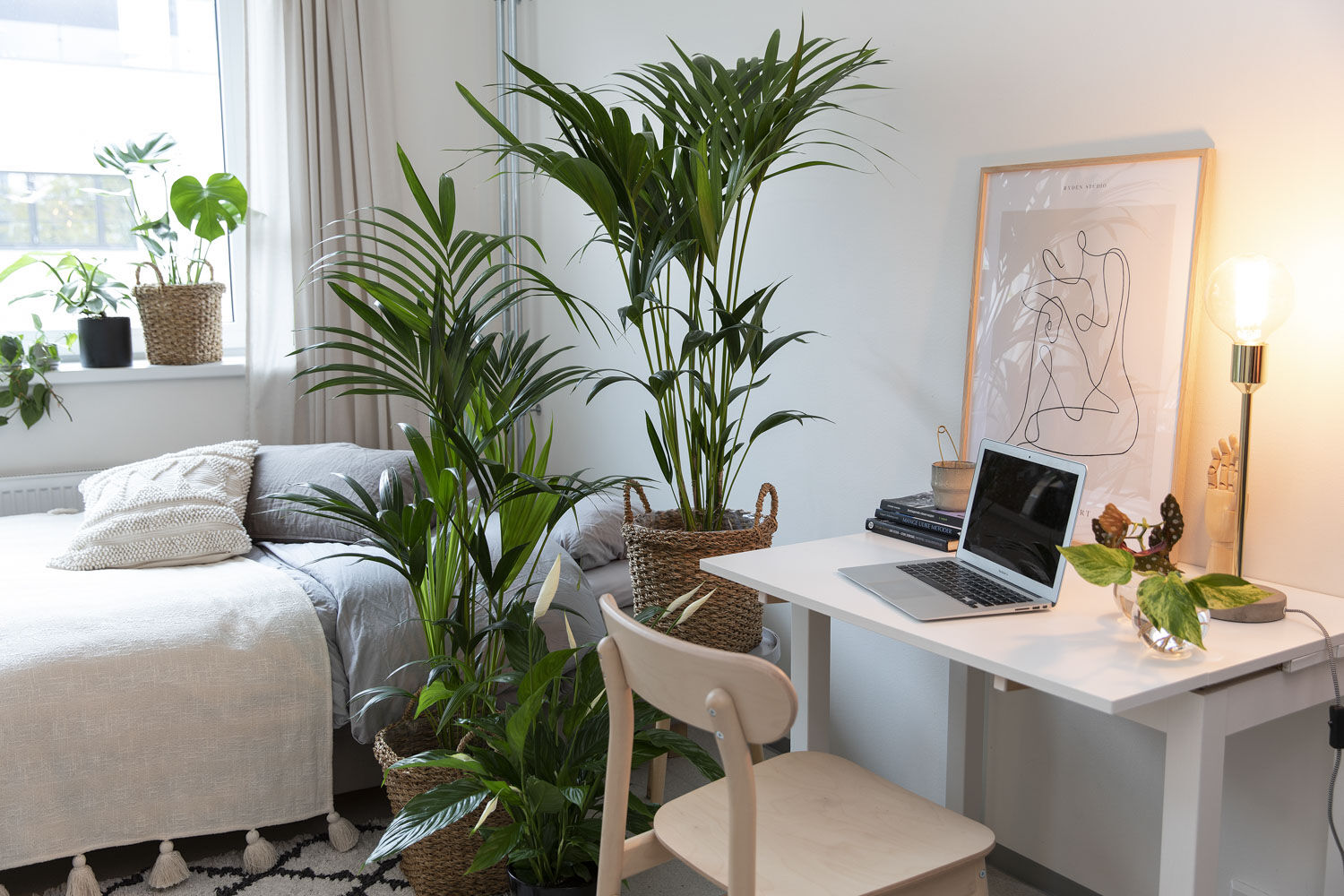Kentia gr&oslash;nn plante