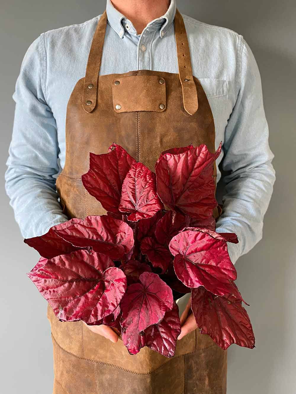 Begonia Rex 'Inca Flame'