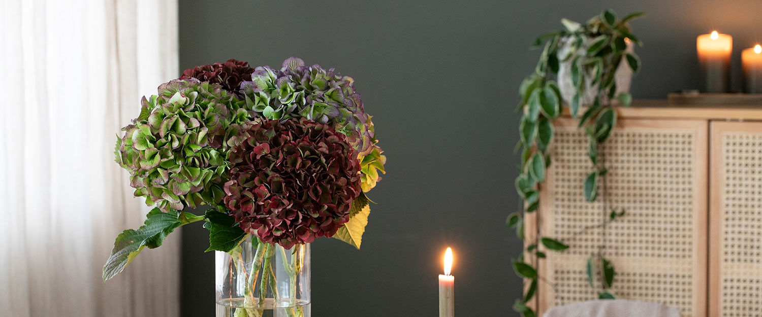 Hortensia i vase