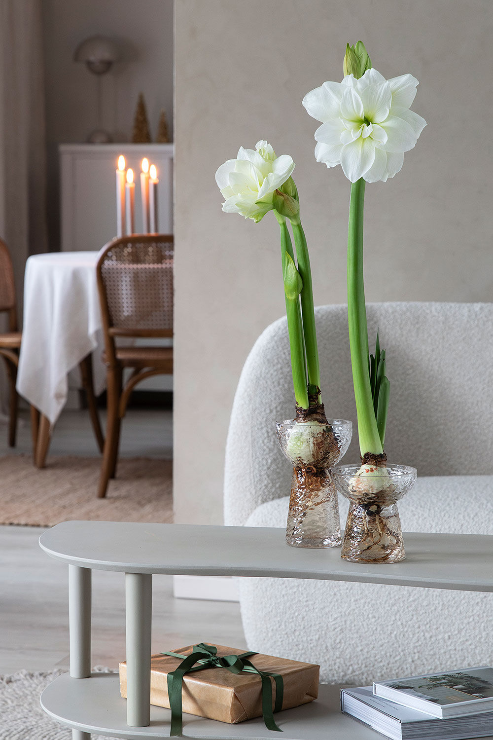 Amaryllis