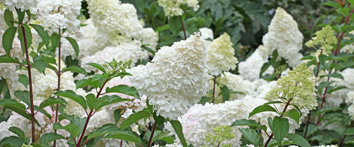 Syrinhortensia