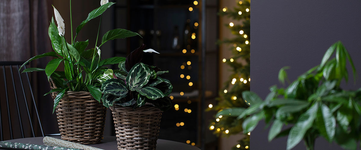 Fredslilje og calathea er fine julegaver