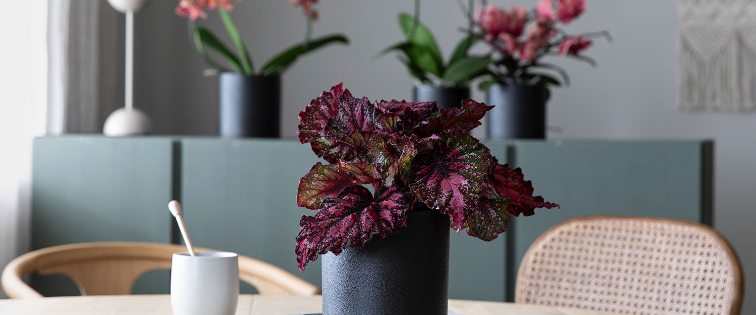 Begonia Rex