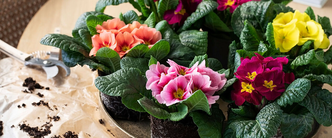 Primula i milj&oslash;