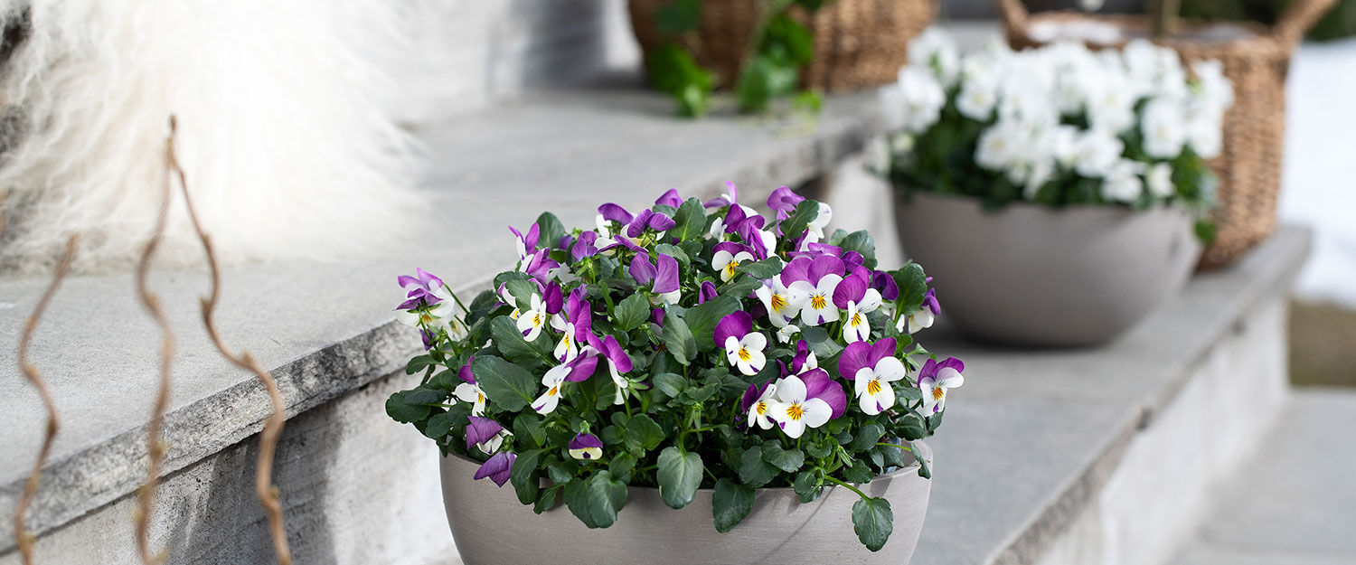 Planting og stell av viola stemorsblomst