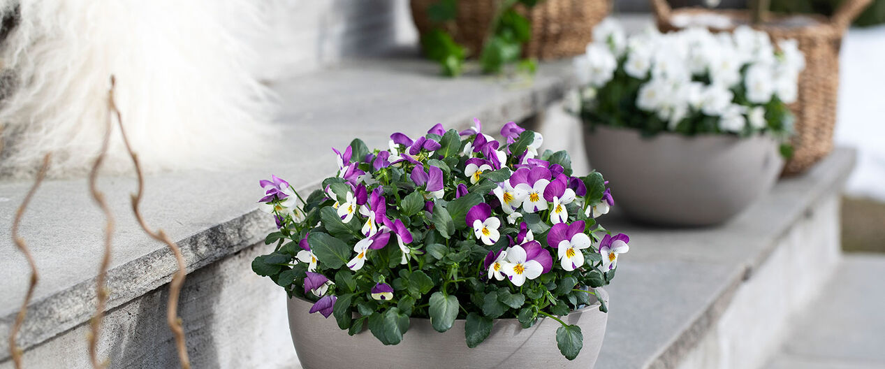 Planting og stell av viola stemorsblomst