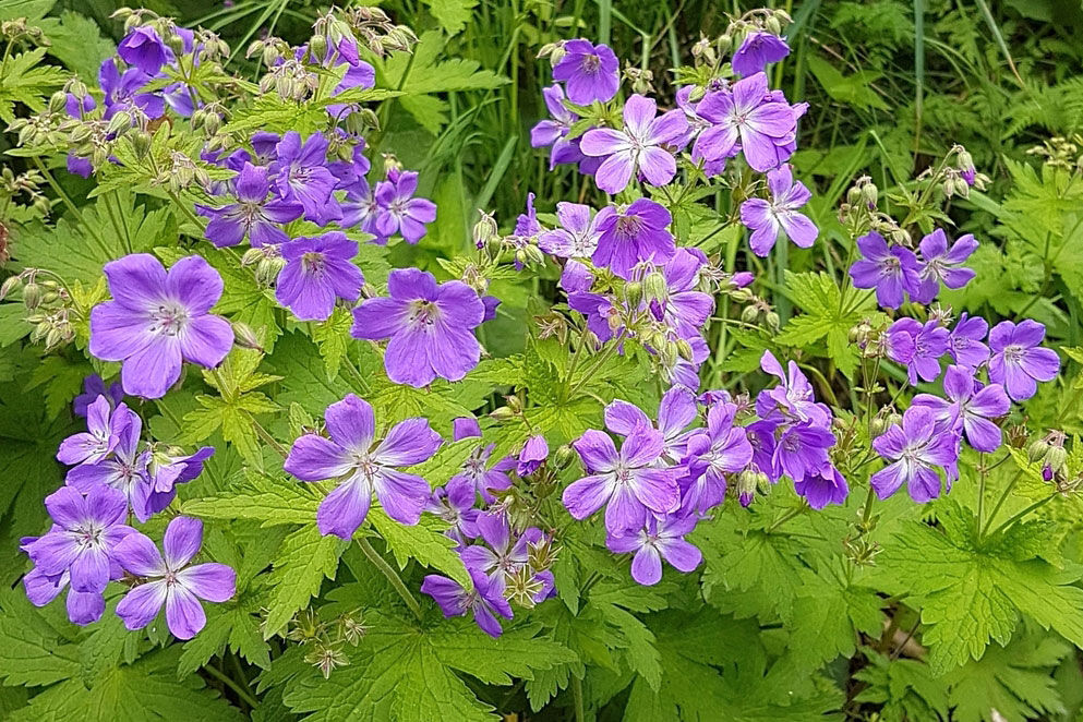 Geranium storkenebb