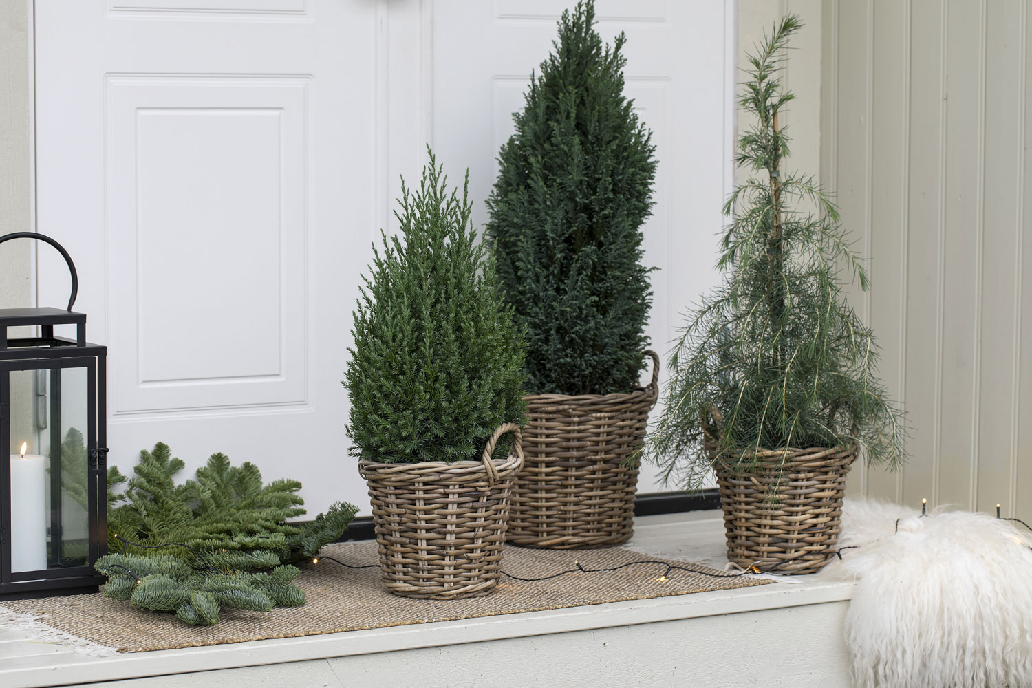 Vintergr&oslash;nne planter