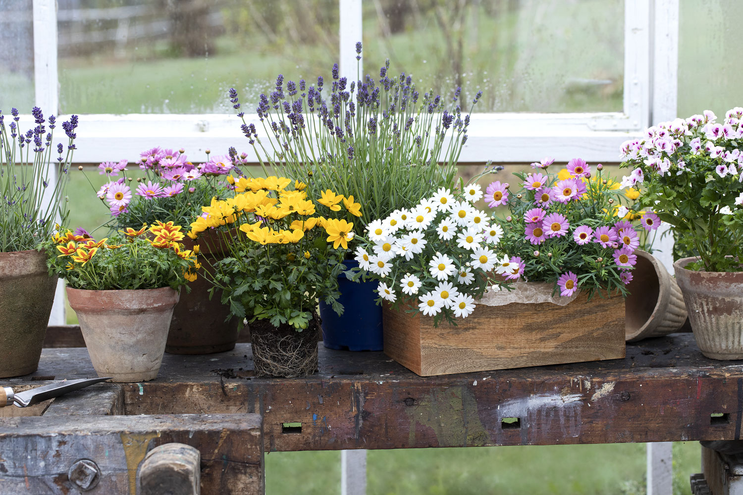 Bievennlige blomster