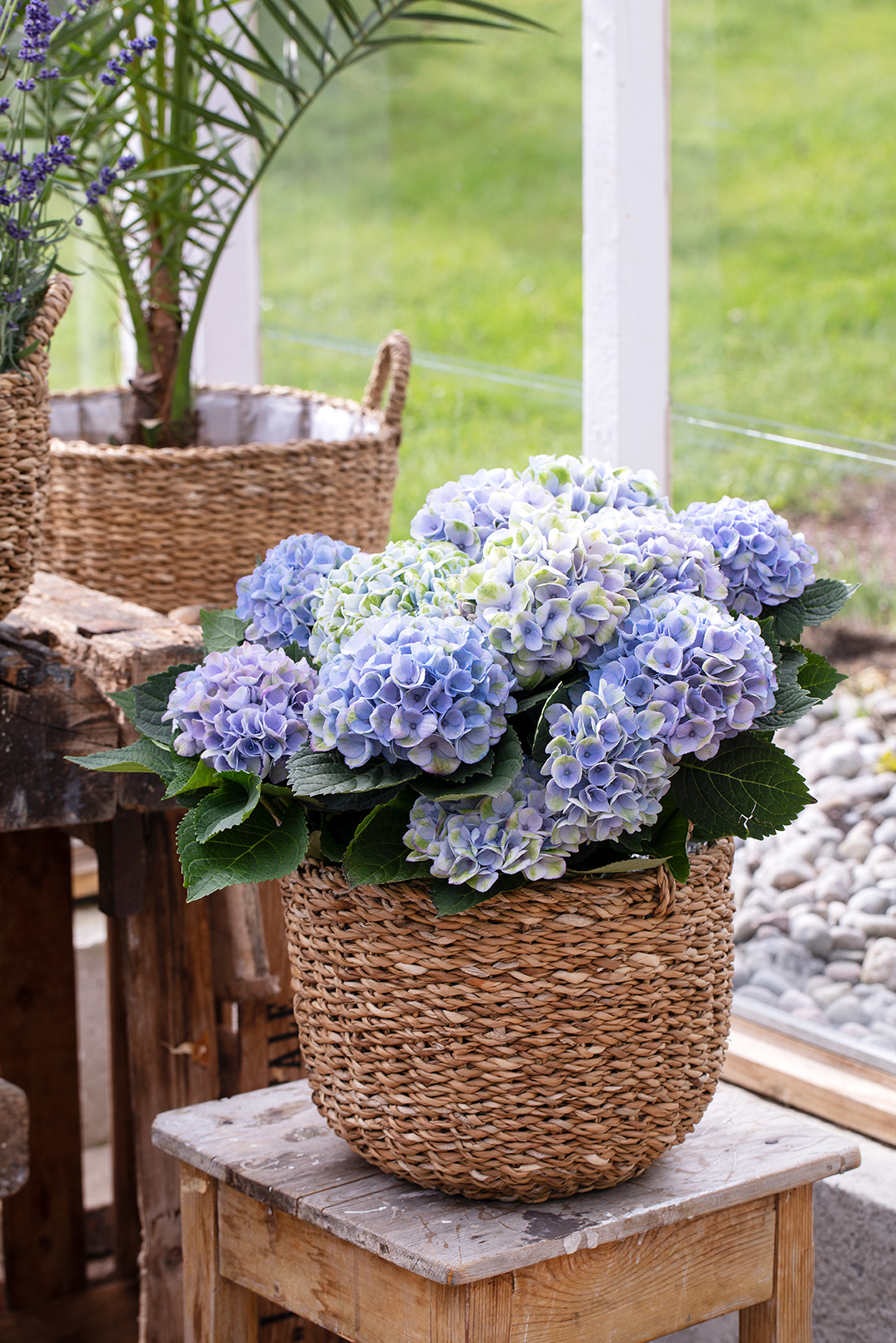 Hortensia magical bl&aring;