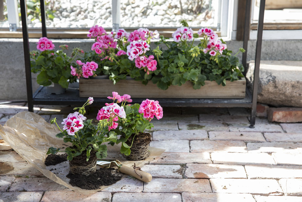 Plante pelargonia