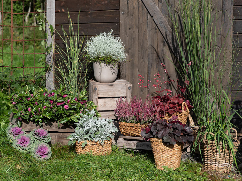 H&oslash;stblomster som holder seg fine hele h&oslash;sten