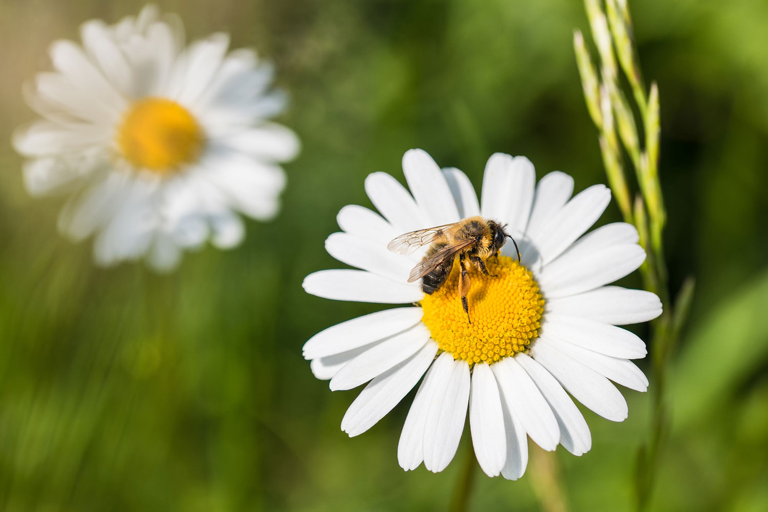 Bievennlig blomst prestekrage