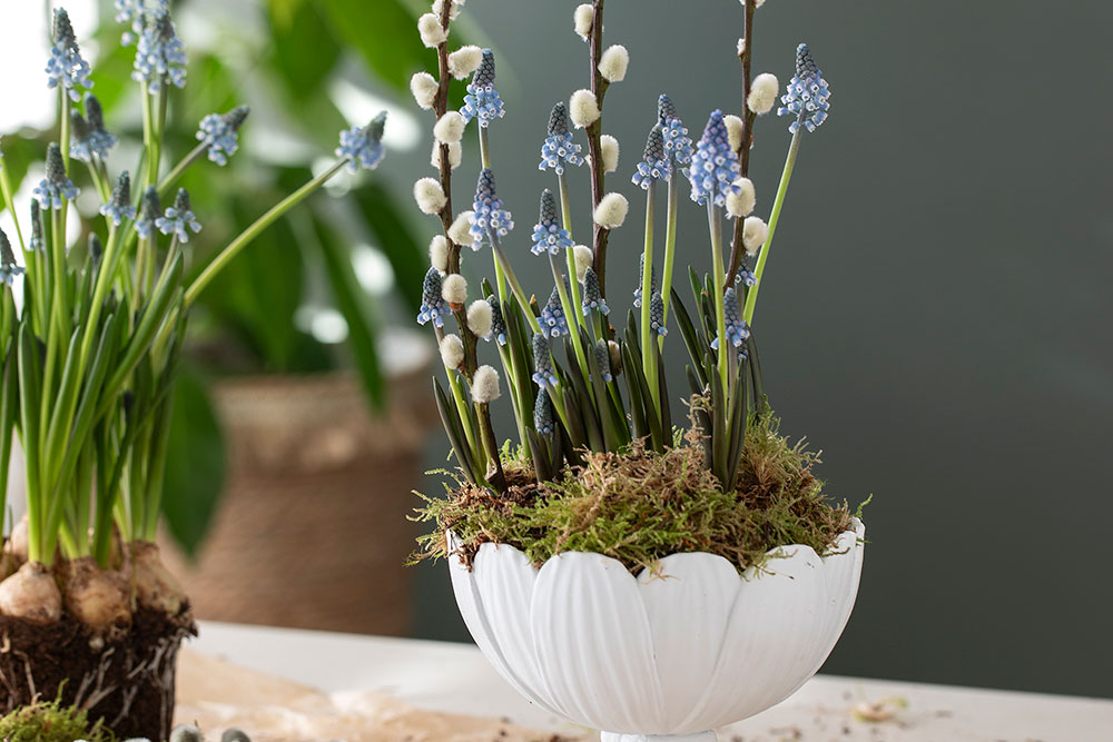 Muscari i sk&aring;l