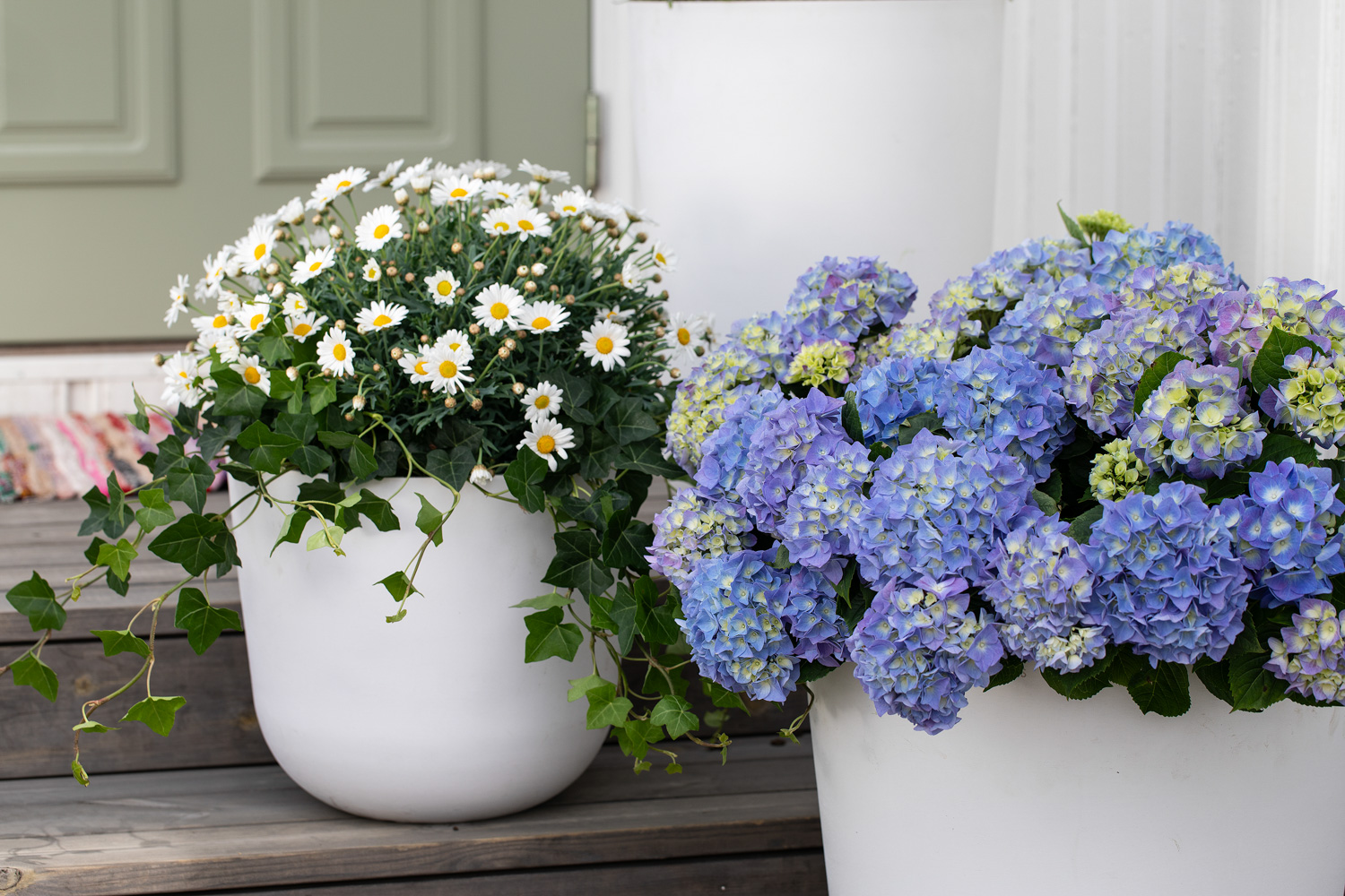 Hortensia og margeritt inngangsparti