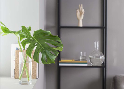 Monstera blad