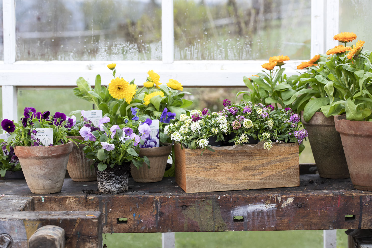 Spiselige blomster