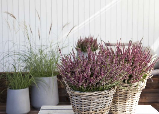 Calluna lyng