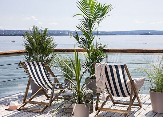 Terrassepalmer